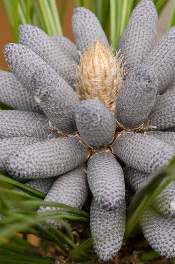 image of Pinus palustris, Longleaf Pine, Southern Pine