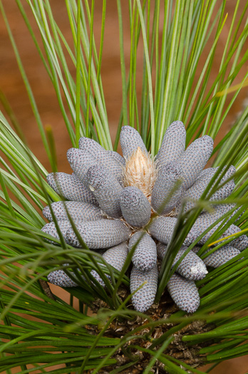 image of Pinus palustris, Longleaf Pine, Southern Pine