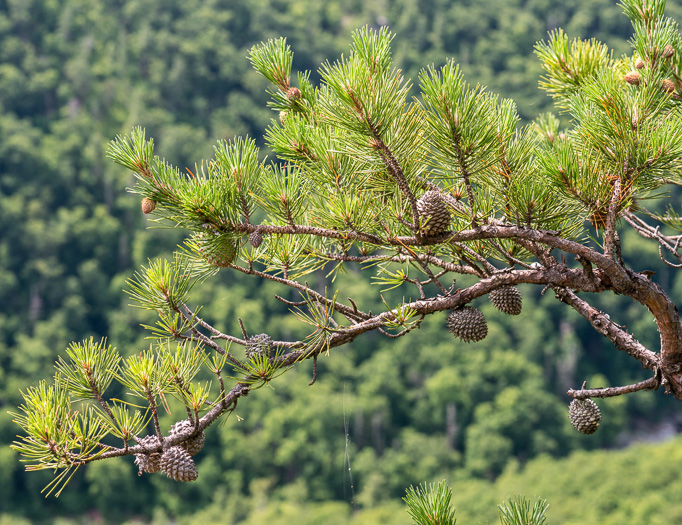 image of Pinus pungens, Table Mountain Pine, Bur Pine, Hickory Pine, Prickly Pine