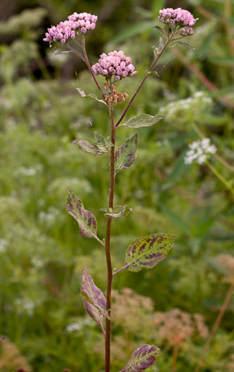 image of Pluchea odorata var. odorata, Southern Saltmarsh Fleabane, Shrubby Camphorweed