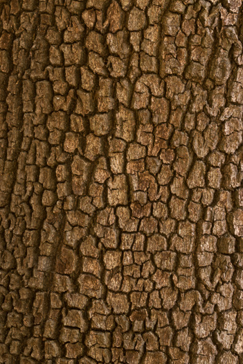 image of Quercus virginiana, Live Oak, Southern Live Oak