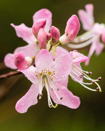 image of Rhododendron vaseyi, Pinkshell Azalea