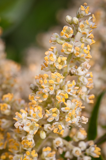 image of Rhus copallinum +, Winged Sumac, Shining Sumac, Dwarf Sumac