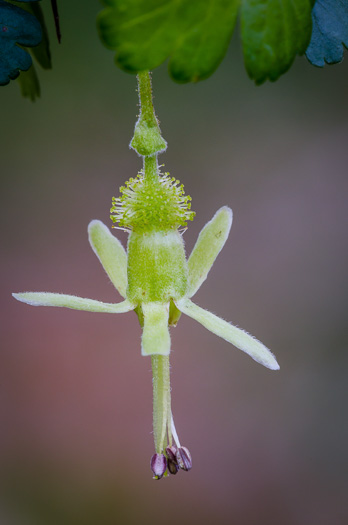 image of Ribes echinellum, Miccosukee Gooseberry, Spiny Gooseberry, Florida Gooseberry