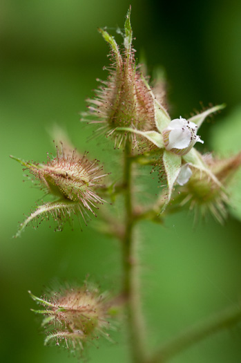 image of Rubus phoenicolasius, Wineberry, Wine Raspberry