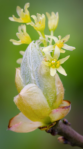 image of Sassafras albidum, Sassafras