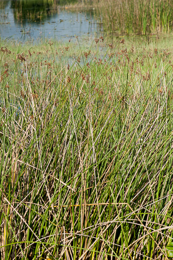 image of Schoenoplectus californicus, Giant Bulrush, Southern Bulrush, Tule, California Bulrush