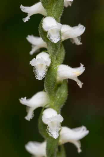 Nodding Ladies'-tresses