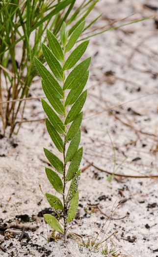 image of Symphyotrichum concolor var. concolor, Eastern Silvery Aster