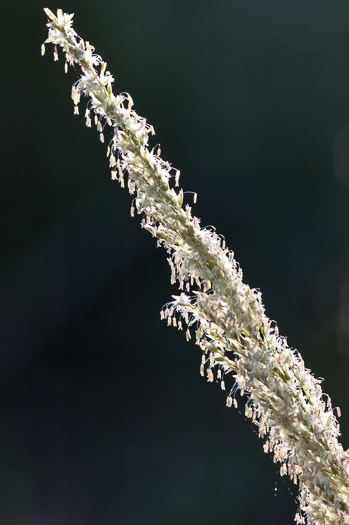 image of Sporobolus jacquemontii, West Indian Dropseed