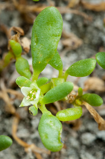 image of Sesuvium maritimum, Small Sea-purslane, Slender Sea-purslane