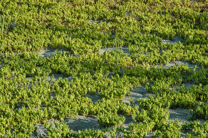 image of Sesuvium maritimum, Small Sea-purslane, Slender Sea-purslane