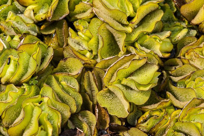 image of Salvinia molesta, Giant Salvinia, Kariba Weed