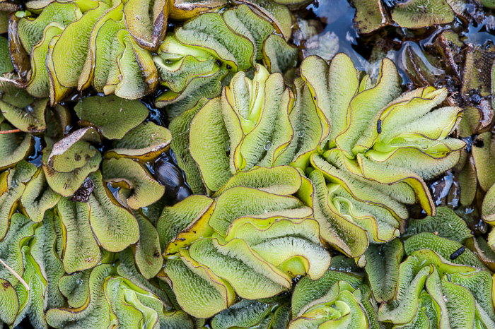 Salvinia molesta, Giant Salvinia, Kariba Weed