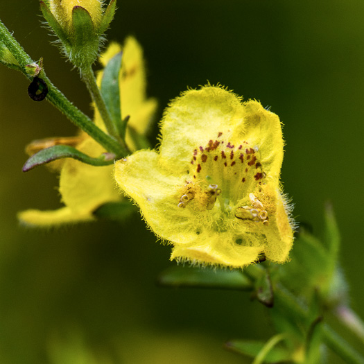 image of Seymeria pectinata ssp. pectinata, Comb Seymeria, Combleaf Black-senna, Yaupon Black-senna, Florida Black-senna