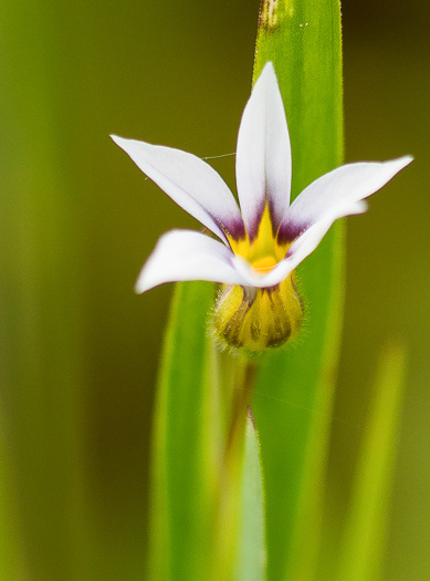 image of Sisyrinchium micranthum, Annual Blue-eyed-grass, Lawn Blue-eyed-grass, Fairy Stars