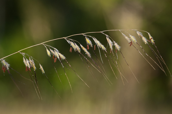 image of Sorghastrum secundum, Lopsided Indiangrass