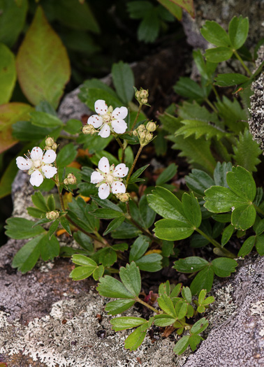 image of Sibbaldiopsis tridentata, Wineleaf Cinqefoil, Mountain Cinqefoil, Three-toothed Cinqefoil, Mountain White Potentilla