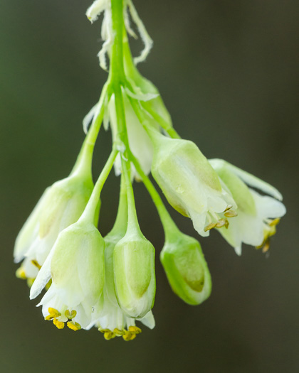 image of Staphylea trifolia, Bladdernut