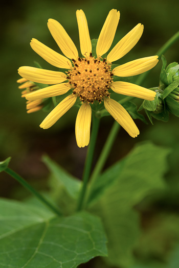 image of Smallanthus uvedalia, Bearsfoot, Hairy Leafcup, Yellow Leafcup