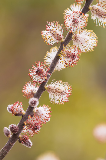 image of Salix humilis, Upland Willow, Prairie Willow