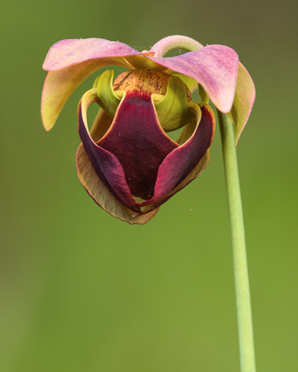 image of Sarracenia rubra ssp. rubra, Carolina Sweet Pitcherplant, Carolina Redflower Pitcherplant, Red Pitcherplant, Sweet Pitcherplant