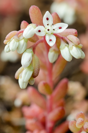 image of Sedum pusillum, Puck's Orpine, Granite Stonecrop