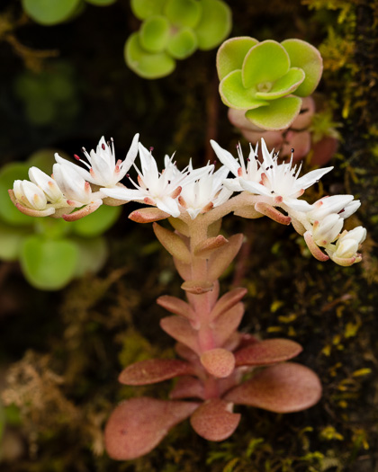 image of Sedum ternatum, Mountain Stonecrop, Whorled Stonecrop, Three-leaf Stonecrop