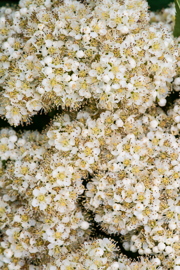 image of Sorbus americana, American Mountain-ash, American Rowan