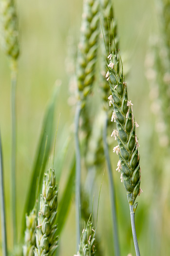 image of Triticum aestivum, Bread Wheat