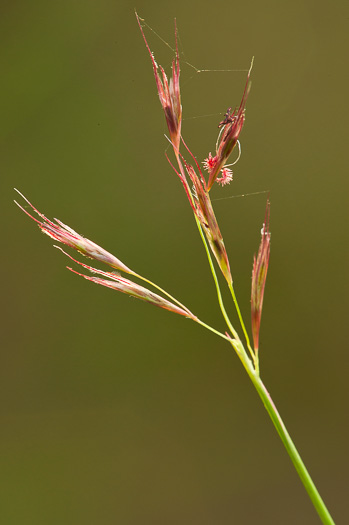 image of Triplasis americana, Southern Sandgrass, Perennial Sandgrass