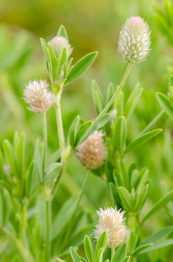 image of Trifolium arvense, Rabbitfoot Clover