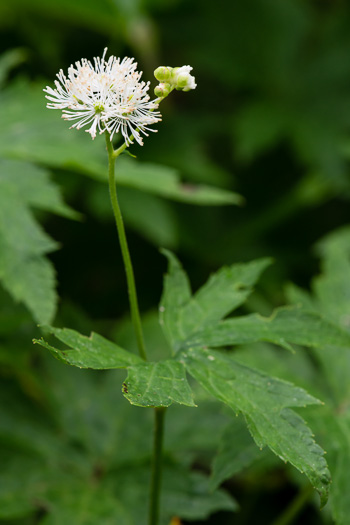 image of Trautvetteria caroliniensis, Carolina Tassel-rue, Carolina Bugbane, False Bugbane