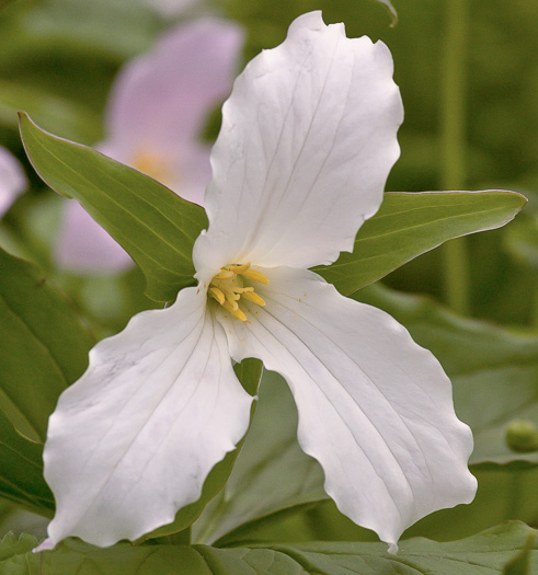 image of Trillium grandiflorum, Large-flowered Trillium, Great White Trillium, White Wake-robin, Showy Wake-robin