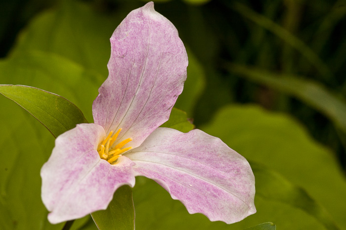 image of Trillium grandiflorum, Large-flowered Trillium, Great White Trillium, White Wake-robin, Showy Wake-robin