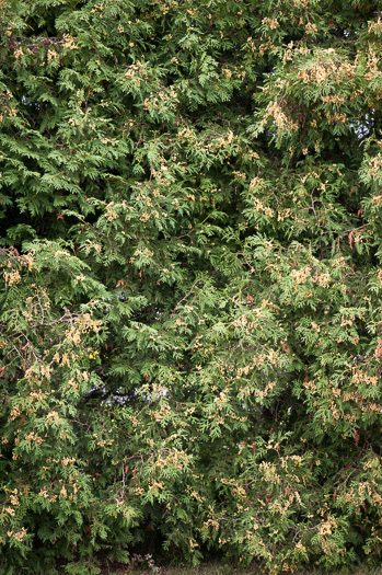 image of Thuja occidentalis, American Arborvitae, Northern White Cedar, Flat Cedar, Eastern Arborvitae