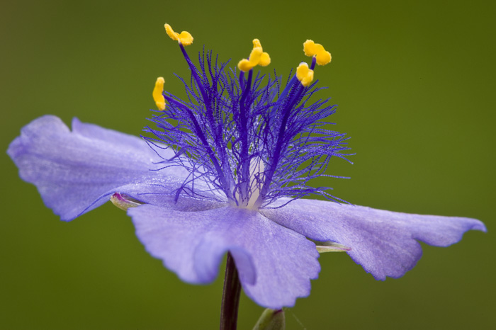 image of Tradescantia ohiensis, Smooth Spiderwort, Ohio Spiderwort