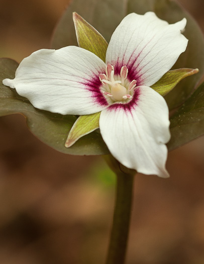 image of Trillidium undulatum, Painted Trillium, Striped Wake-robin