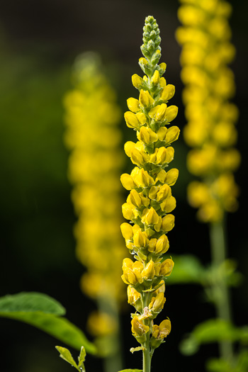 image of Thermopsis villosa, Aaron's Rod, Blue Ridge Golden-banner, Hairy Bush Pea