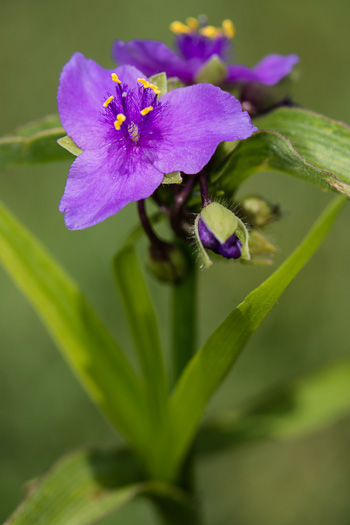 image of Tradescantia virginiana, Virginia Spiderwort