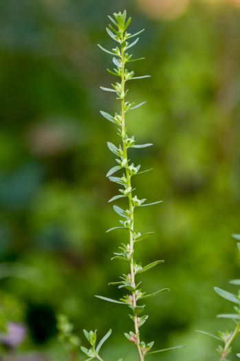 image of Veronica peregrina var. peregrina, Purslane Speedwell, Neckweed, Necklace-weed