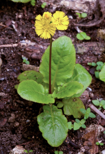 image of Youngia japonica, Asiatic Hawksbeard, Youngia, Japanese Crepis, Oriental False Hawksbeard