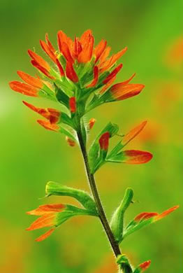 image of Castilleja coccinea, Eastern Indian Paintbrush, Scarlet Indian Paintbrush, Eastern Paintbrush