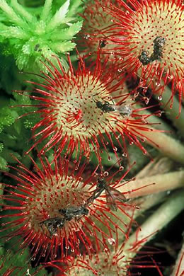 image of Drosera capillaris, Pink Sundew, Bog Sundew