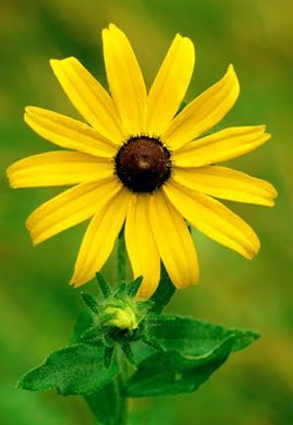 image of Rudbeckia hirta var. hirta, Woodland Black-eyed Susan