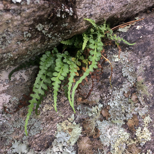 image of Asplenium pinnatifidum, Lobed Spleenwort