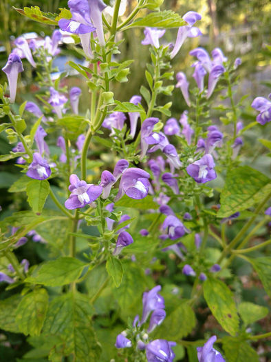 image of Scutellaria mellichampii, Mellichamp's Skullcap