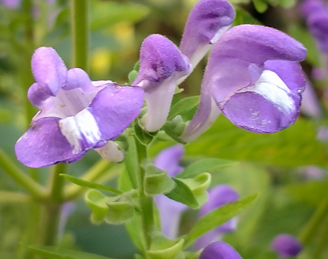  Mellichamp's Skullcap