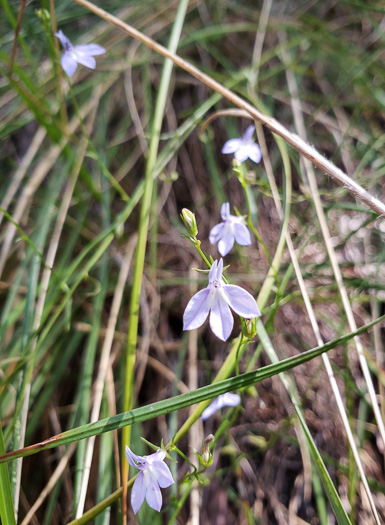 image of Lobelia nuttallii, Nuttall's Lobelia