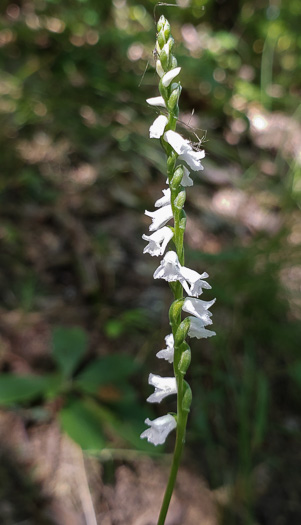 image of Spiranthes tuberosa, Little Ladies'-tresses, Little Pearl-twist